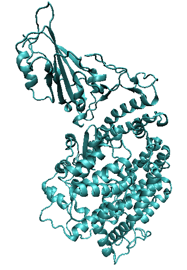 Spike protein bound to the hACE2 receptor