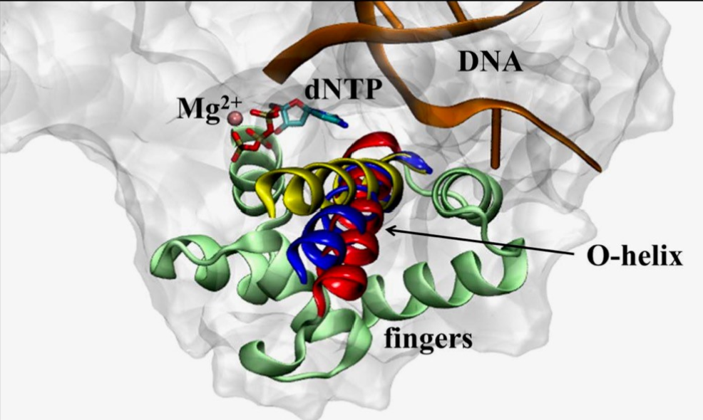 DNA polymerase structures