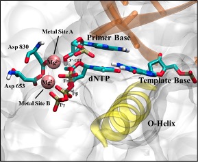 DNA polymerase active site