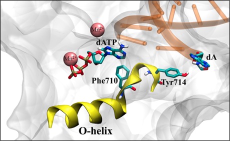 DNA polymerase with bent O-helix