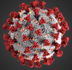 SARS-CoV-2 virus