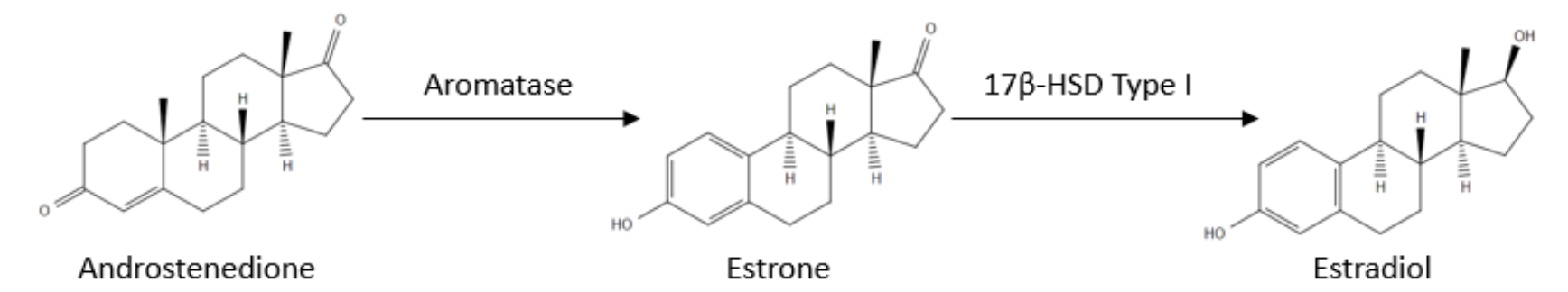Aromatase reaction pathway