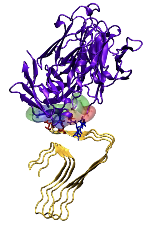 Aducanumab with three ABeta peptides
