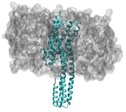Serotonin receptor within a membrane