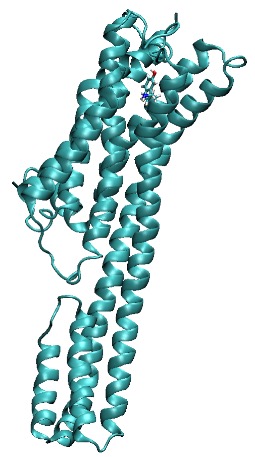 Serotonin 2A receptor