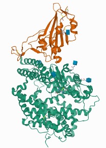 Spike protein (orange) bound to hACE2 (green)
