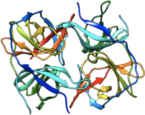 Zika protease structure